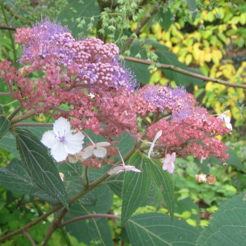 Hortensia - Hydrangea aspera Kawakami - Hortensia arbustif (Flowering)