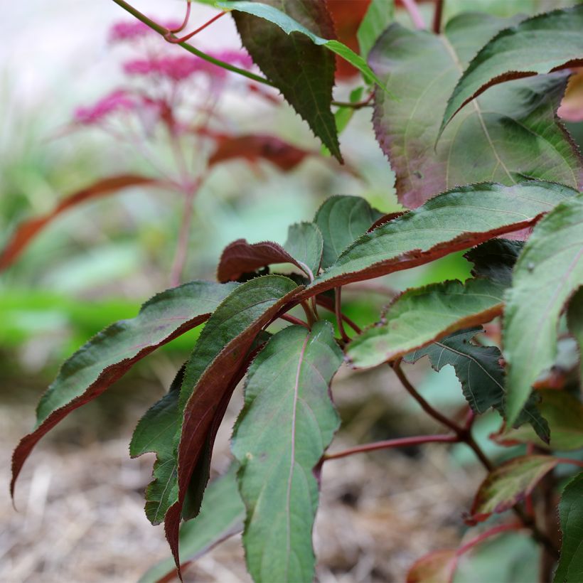 Hortensia - Hydrangea aspera Rosemary Foster  (Foliage)