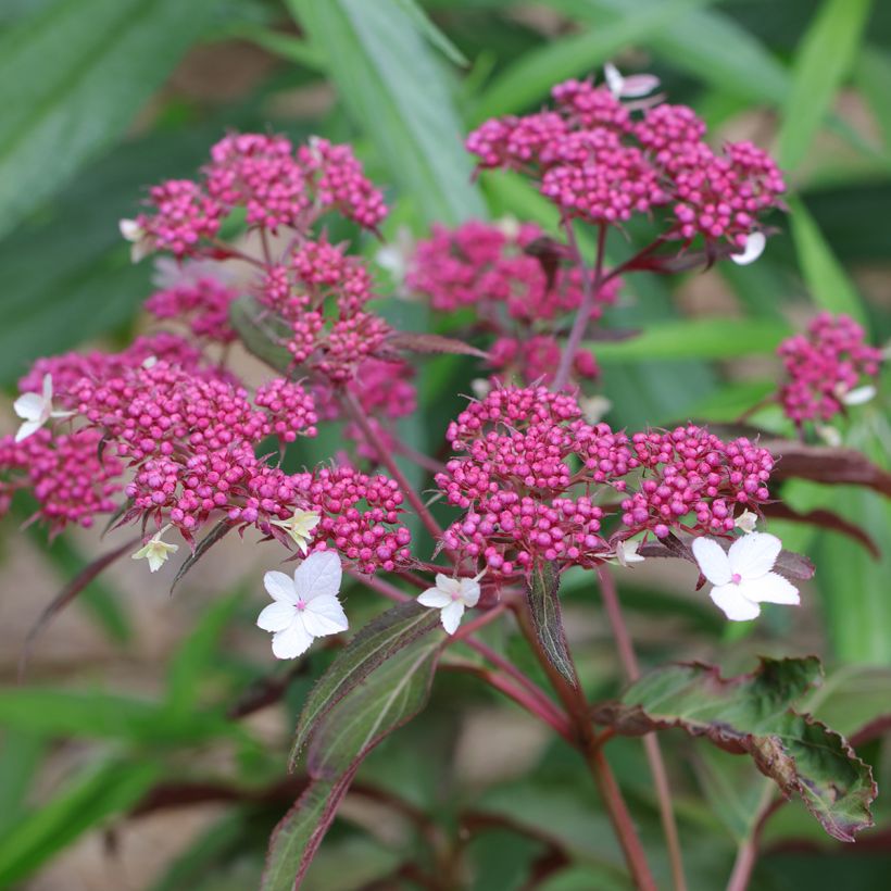 Hortensia - Hydrangea aspera Rosemary Foster  (Flowering)