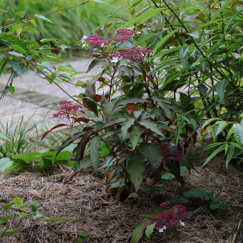Hortensia - Hydrangea aspera Rosemary Foster  (Plant habit)