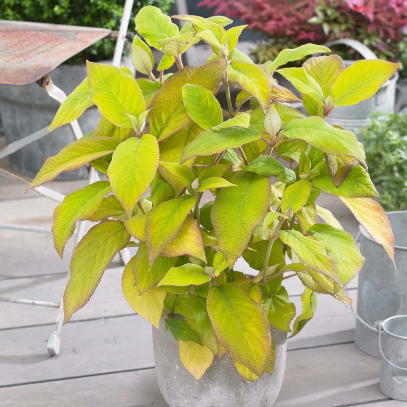 Hortensia - Hydrangea aspera Goldrush (Plant habit)