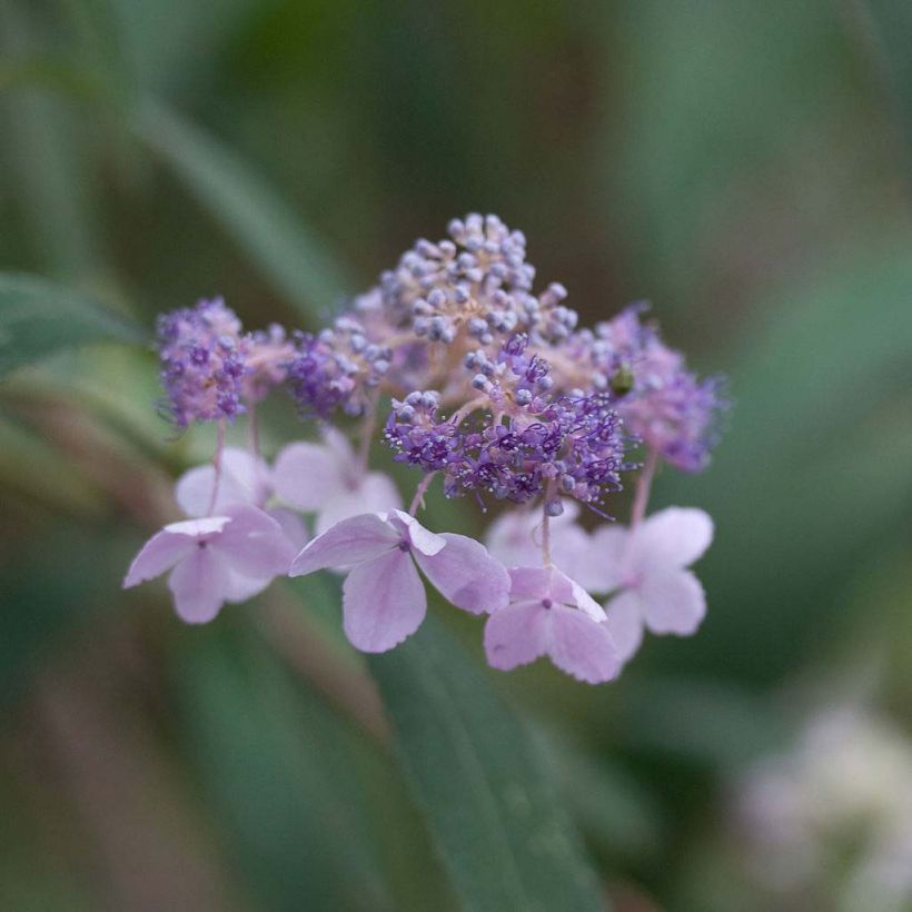 Hortensia - Hydrangea involucrata (Flowering)