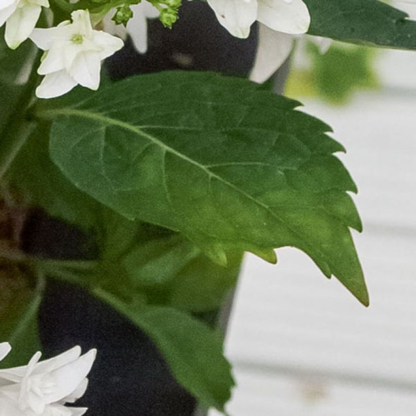Hortensia - Hydrangea macrophylla Shooting Star (Foliage)