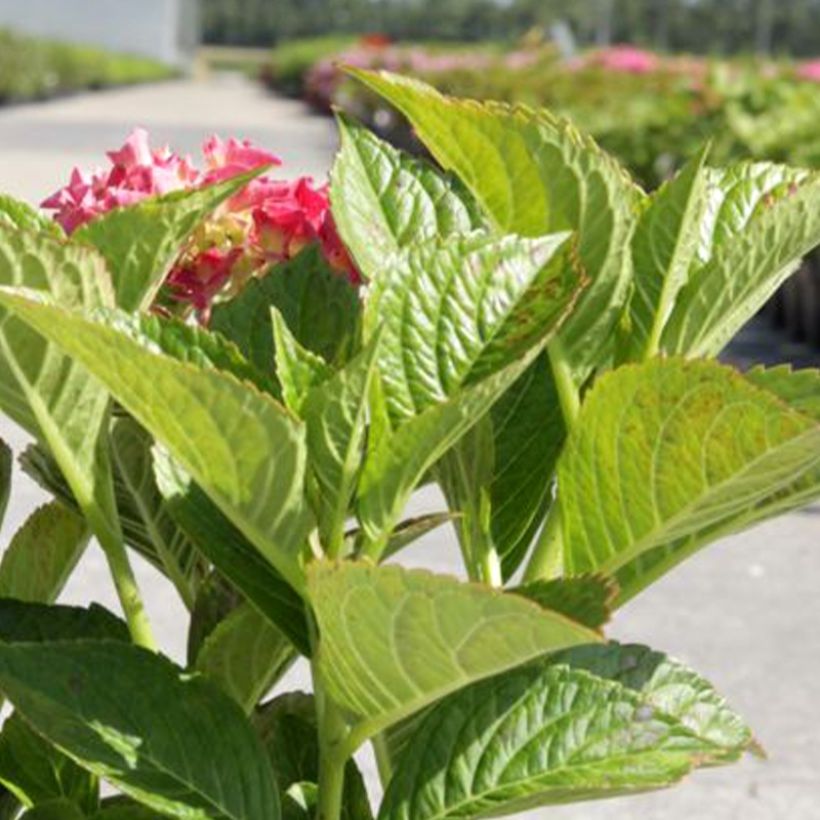 Hortensia macrophylla Alpenglühen (Foliage)