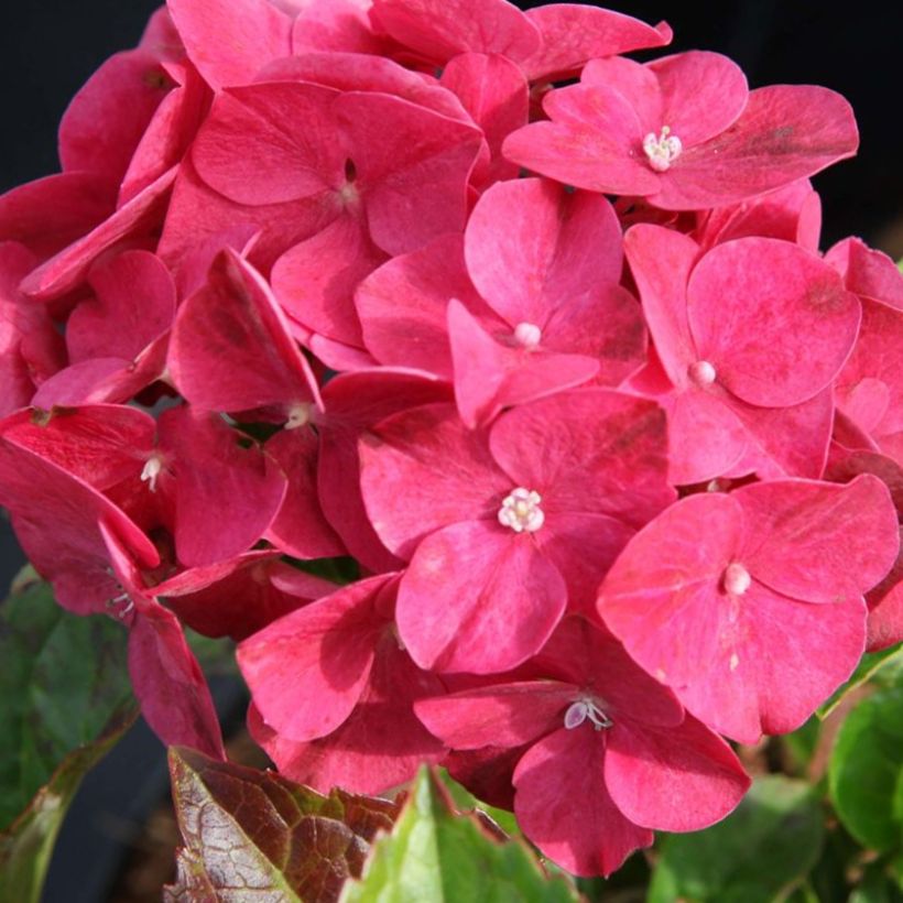 Hortensia macrophylla Alpenglühen (Flowering)