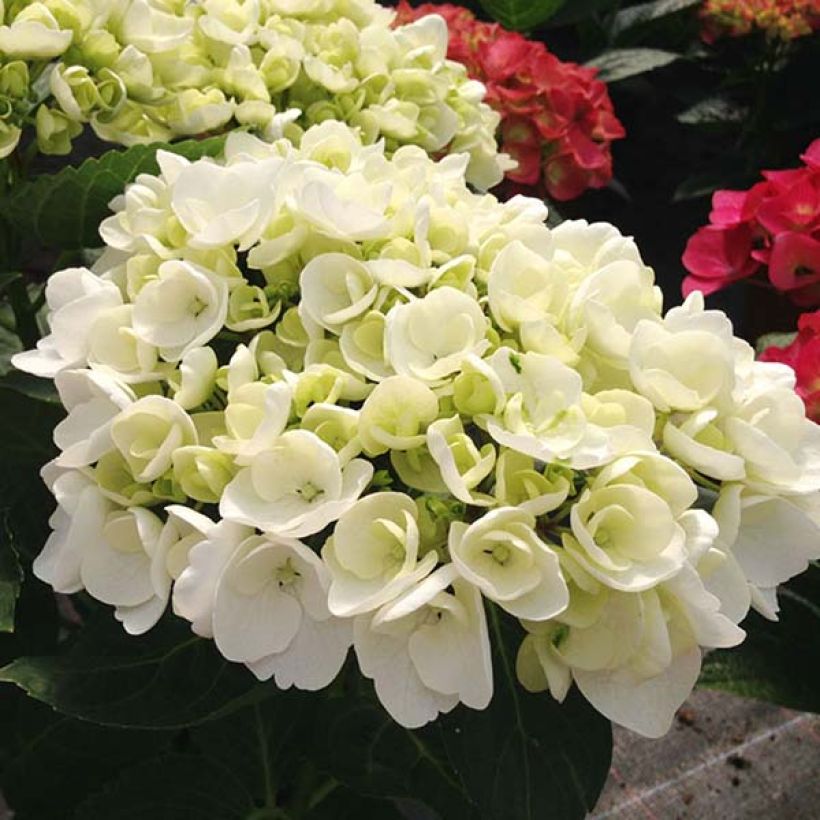 Hortensia - Hydrangea macrophylla Angelique  (Flowering)