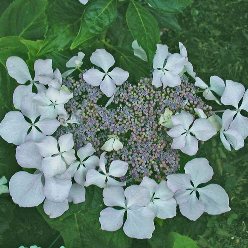 Hortensia - Hydrangea macrophylla Beauté Vendômoise (Flowering)
