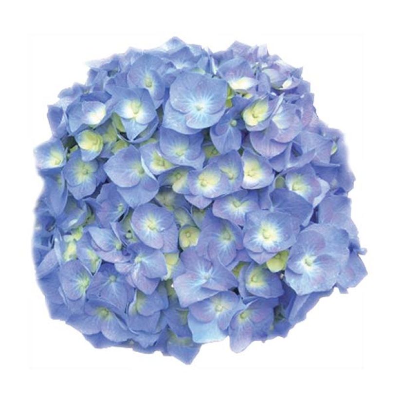Hortensia - Hydrangea macrophylla Bela (Flowering)