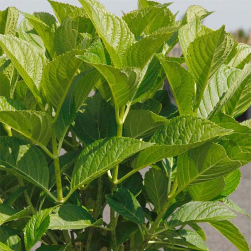 Hortensia macrophylla Belle Séduction (Foliage)
