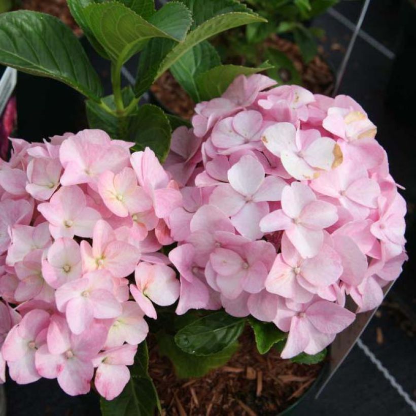 Hortensia macrophylla Belle Séduction (Flowering)
