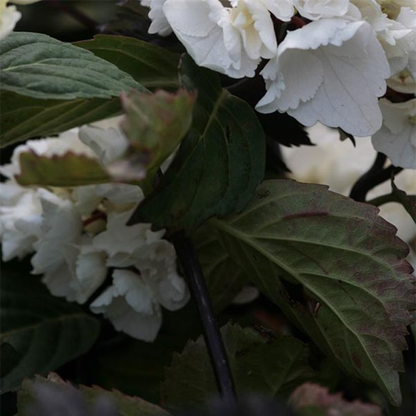 Hortensia - Hydrangea macrophylla Black Steel Zebra (Foliage)
