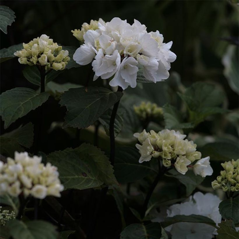 Hortensia - Hydrangea macrophylla Black Steel Zebra (Flowering)