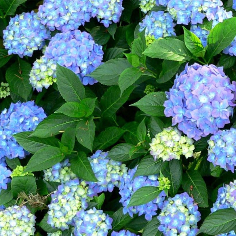Hortensia - Hydrangea macrophylla Blauer Prinz (Foliage)