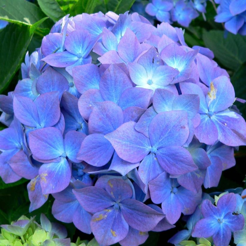 Hortensia - Hydrangea macrophylla Blauer Prinz (Flowering)