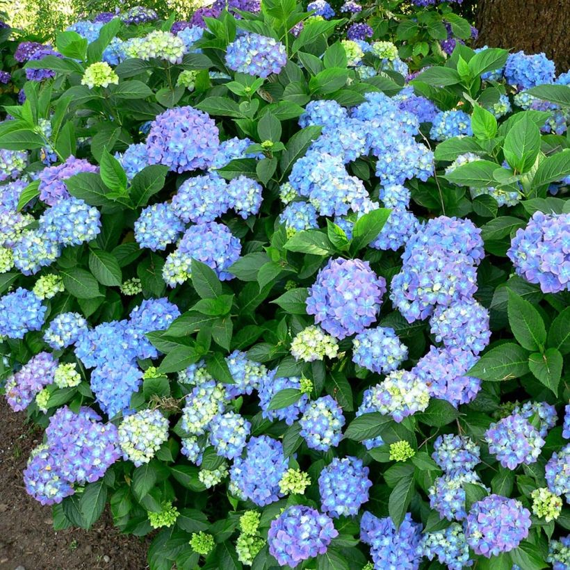 Hortensia - Hydrangea macrophylla Blauer Prinz (Plant habit)