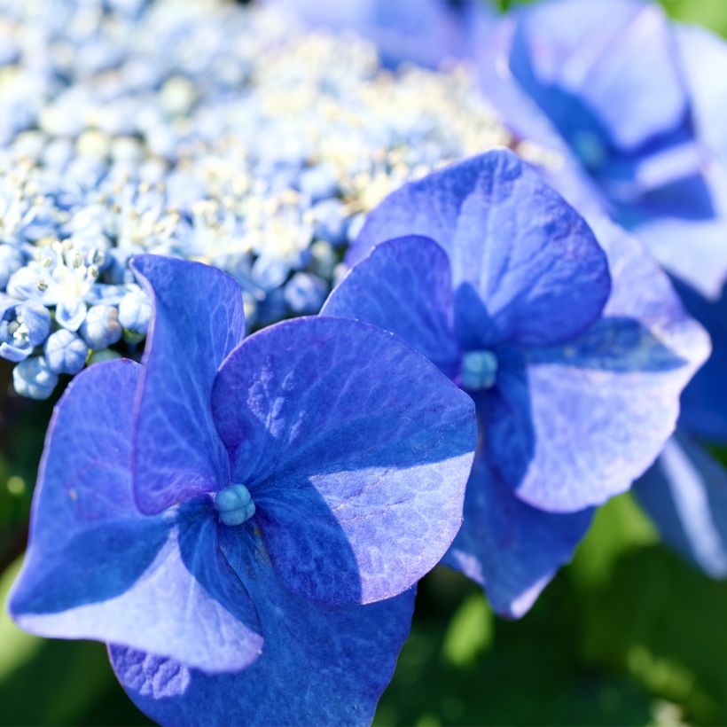 Hortensia - Hydrangea macrophylla Blue Sky (Flowering)