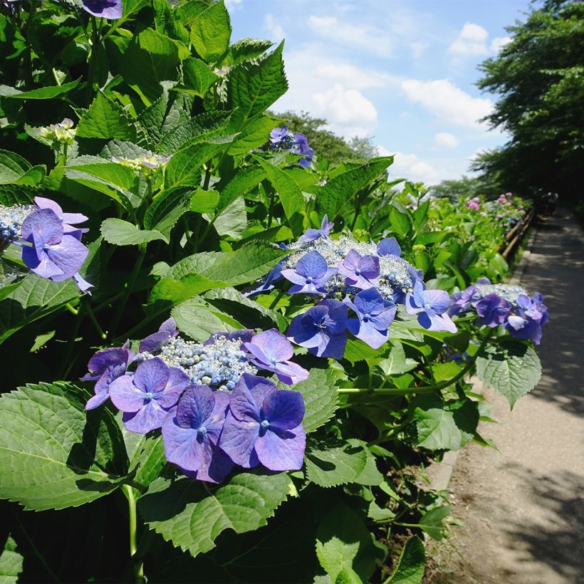 Hortensia - Hydrangea macrophylla Blue Sky (Plant habit)