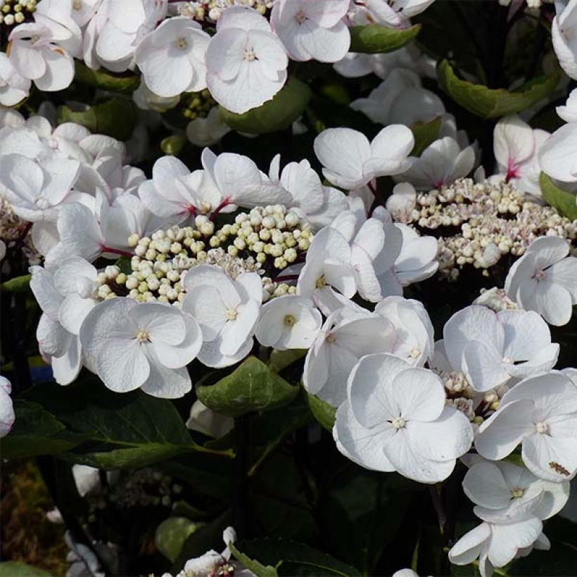 Hortensia - Hydrangea macrophylla Choco Chic (Flowering)