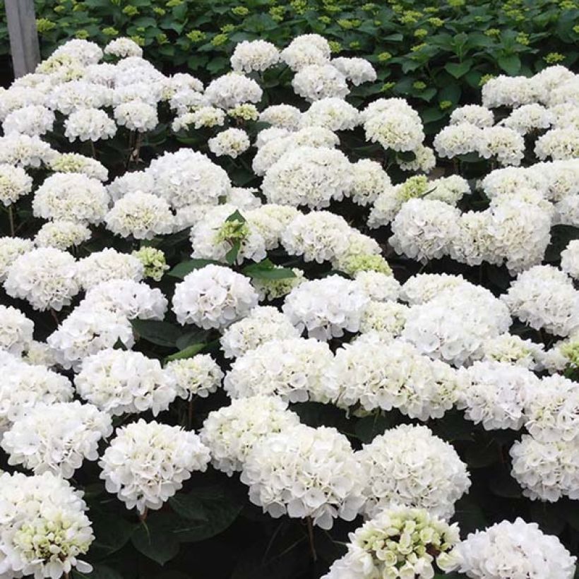 Hortensia - Hydrangea macrophylla Choco Pur (Flowering)