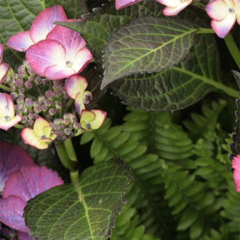 Hortensia - Hydrangea macrophylla Dark Angel Purple (Black Diamonds) (Foliage)