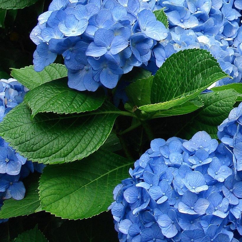 Hortensia - Hydrangea macrophylla Deutschland (Foliage)