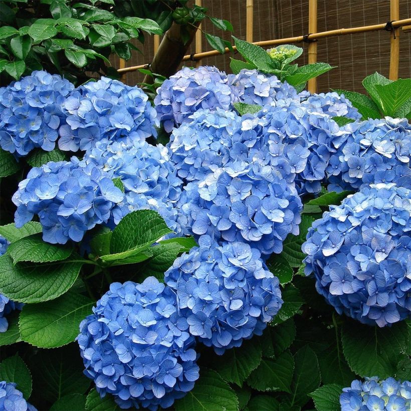 Hortensia - Hydrangea macrophylla Deutschland (Plant habit)