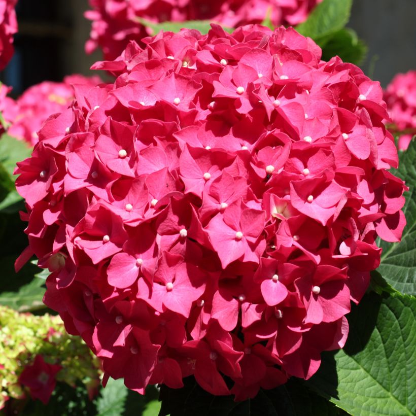 Hortensia - Hydrangea macrophylla Deutschland (Flowering)