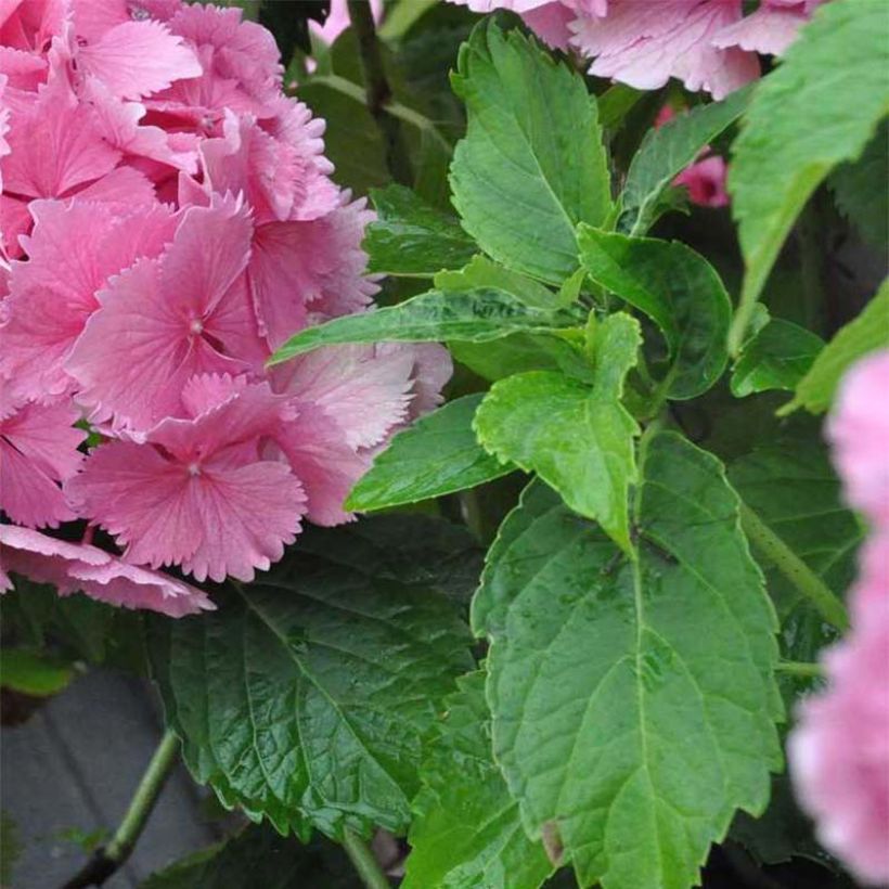 Hortensia - Hydrangea macrophylla Dolce Farfalle (Foliage)