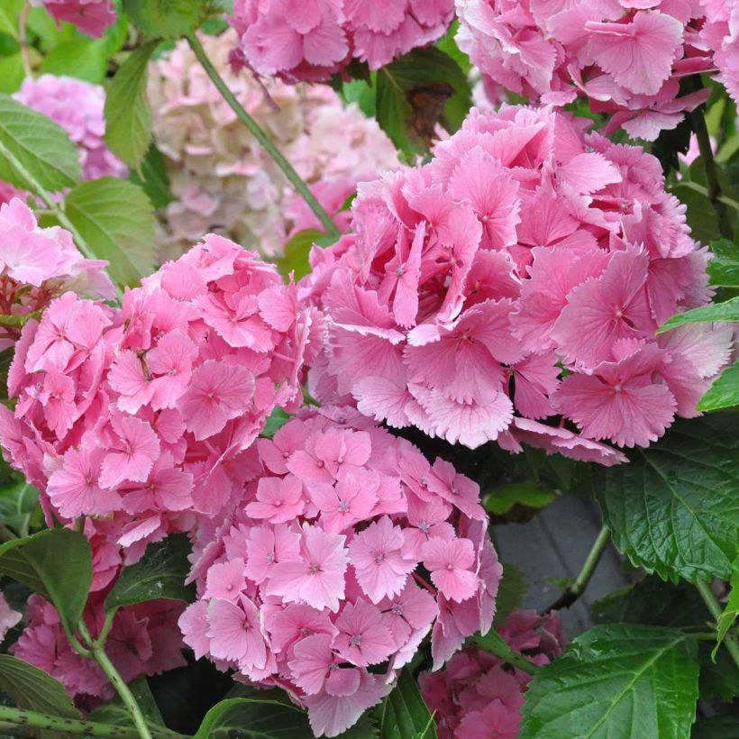 Hortensia - Hydrangea macrophylla Dolce Farfalle (Flowering)
