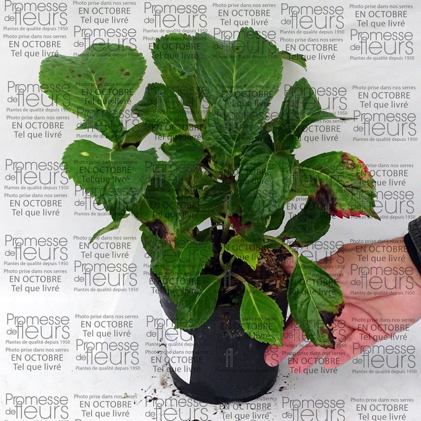 Example of Hortensia - Hydrangea macrophylla Dolce Fragola Pot de 4L/5L as you get