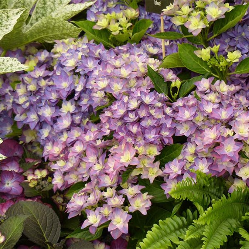 Hortensia - Hydrangea macrophylla Double Dutch Blue (Flowering)