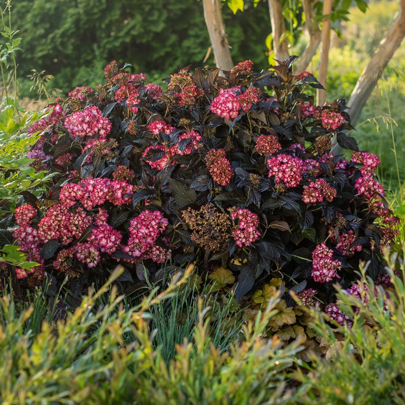 Hortensia - Hydrangea macrophylla Eclipse (Plant habit)