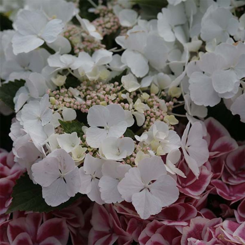 Hortensia - Hydrangea macrophylla Elegance (Flowering)
