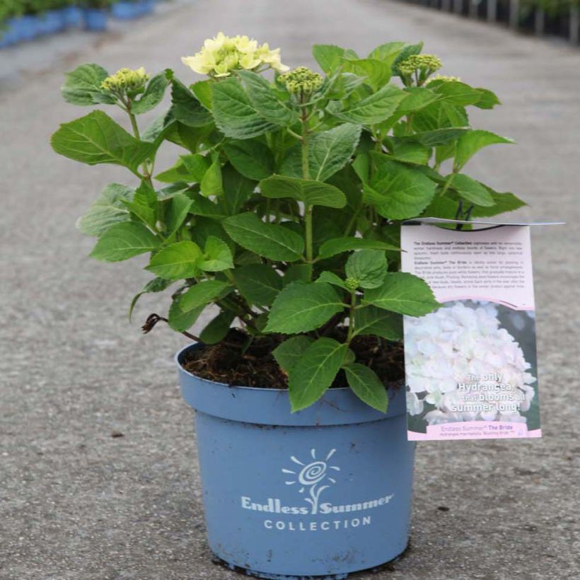 Hortensia - Hydrangea macrophylla Endless Summer The Bride (Plant habit)