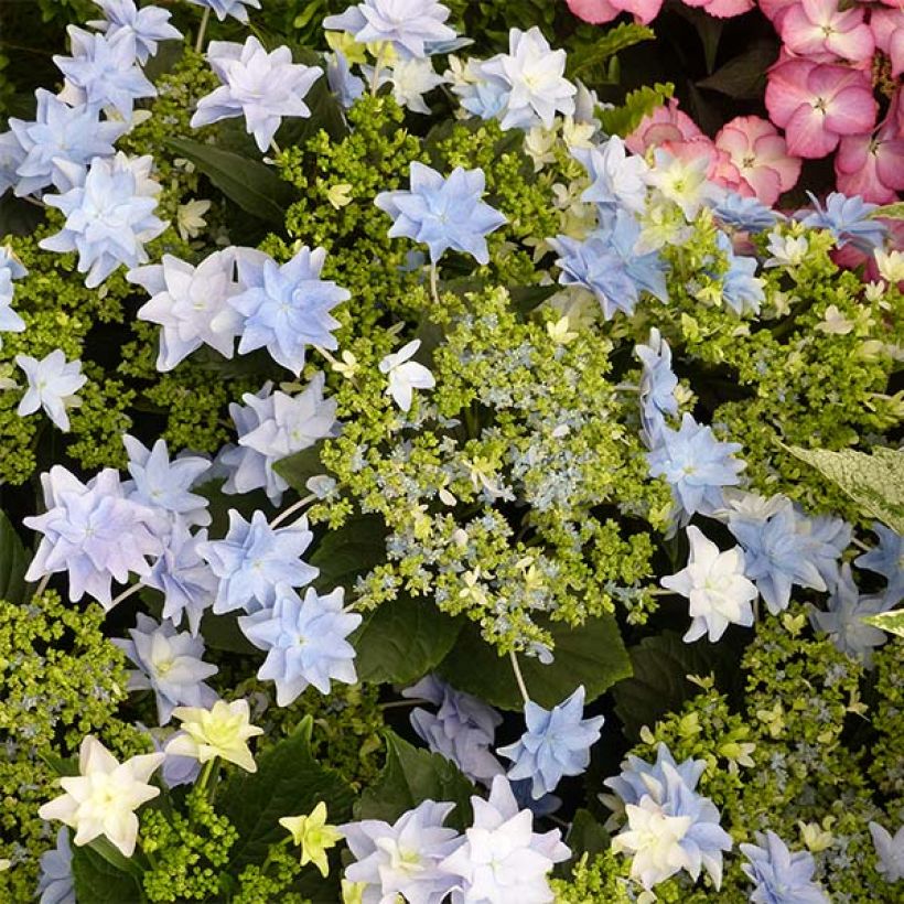 Hortensia - Hydrangea macrophylla Fireworks Blue (Flowering)