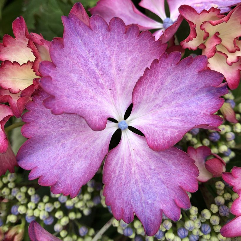Hortensia - Hydrangea macrophylla French Cancan (Flowering)