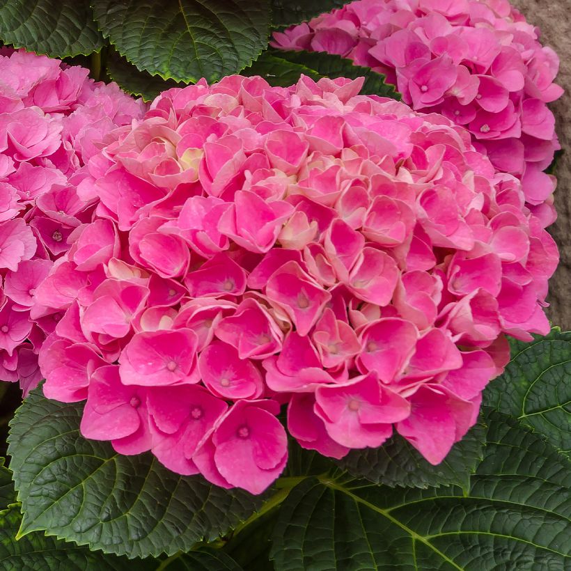 Hortensia macrophylla Freudenstein (Flowering)