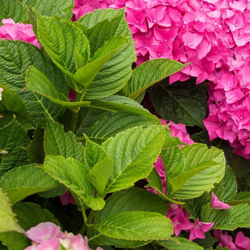 Hortensia - Hydrangea macrophylla Freudenstein (Foliage)