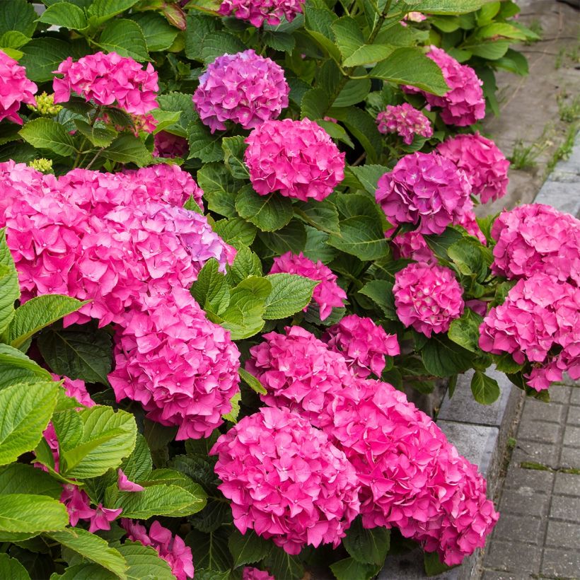 Hortensia - Hydrangea macrophylla Freudenstein (Plant habit)