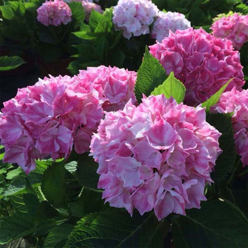 Hortensia - Hydrangea macrophylla La Vie en Rose (Flowering)