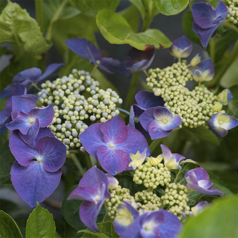 Hortensia - Hydrangea macrophylla Nachtigall (Flowering)