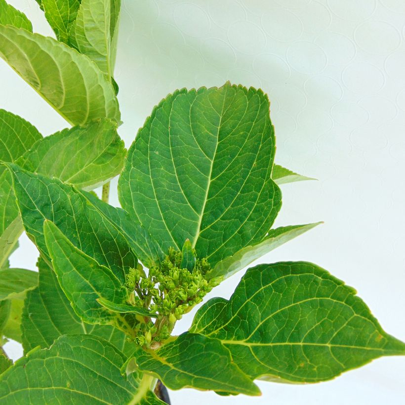 Hortensia - Hydrangea macrophylla Rotschwanz  (Foliage)