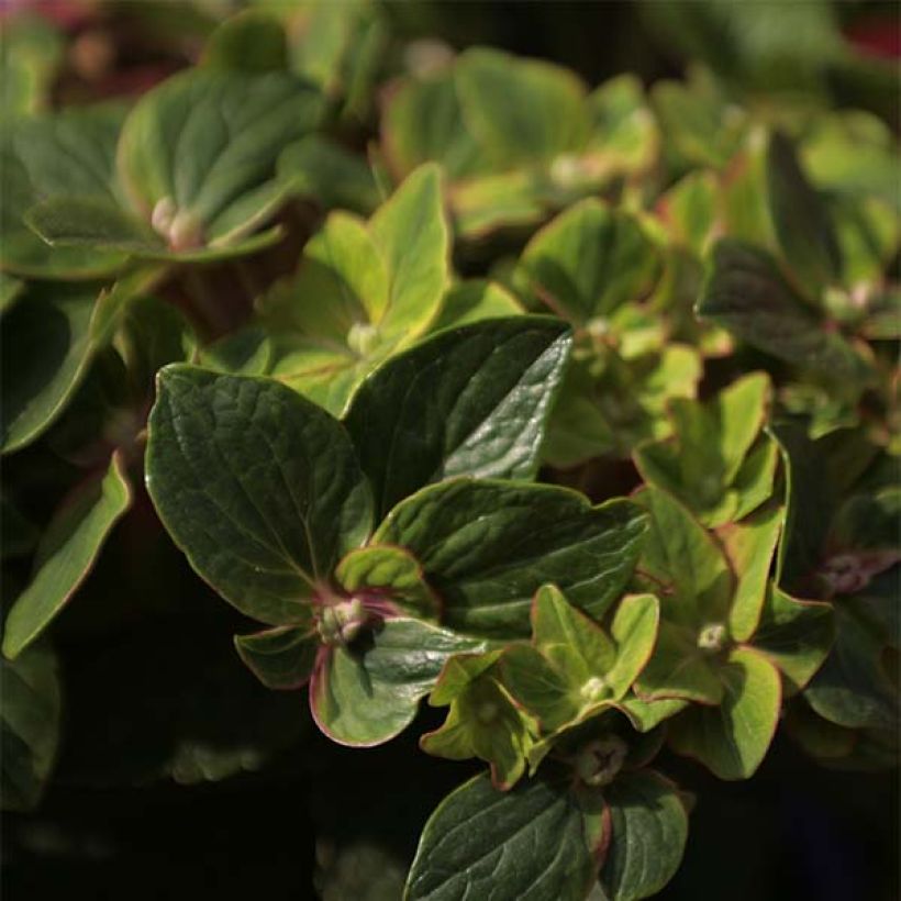 Hortensia - Hydrangea macrophylla Schloss Wackerbarth (Foliage)
