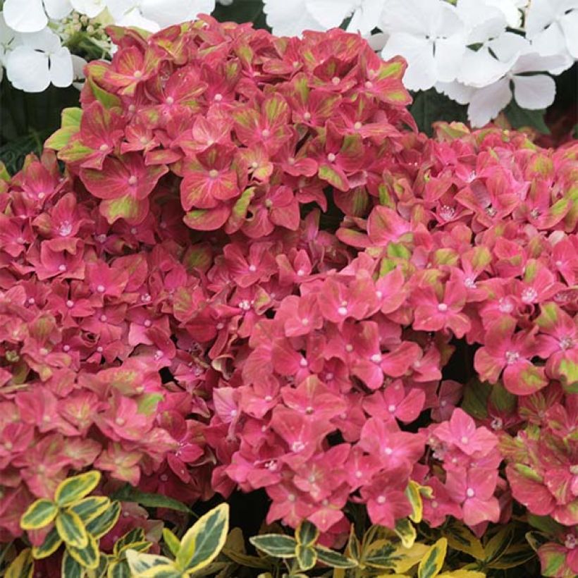 Hortensia - Hydrangea macrophylla Schloss Wackerbarth (Flowering)