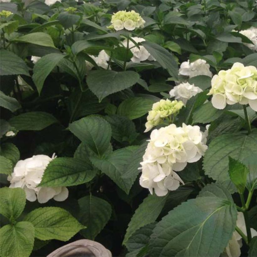 Hortensia - Hydrangea macrophylla Schneeball (Foliage)