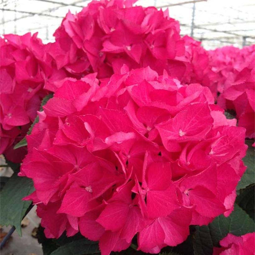 Hortensia - Hydrangea macrophylla Selma (Flowering)
