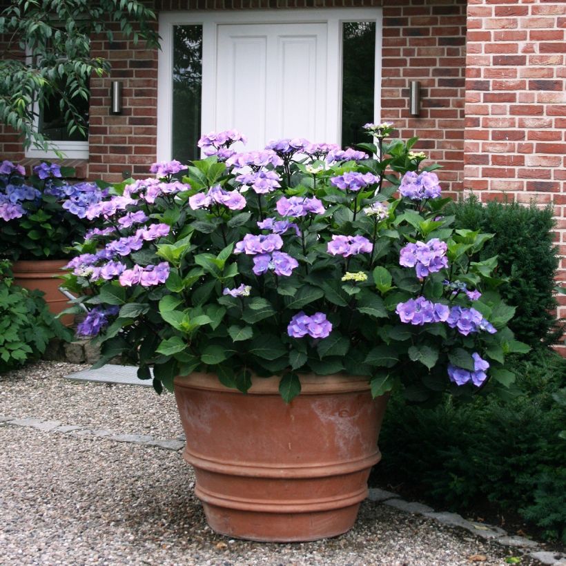 Hortensia macrophylla Teller Blue (Plant habit)