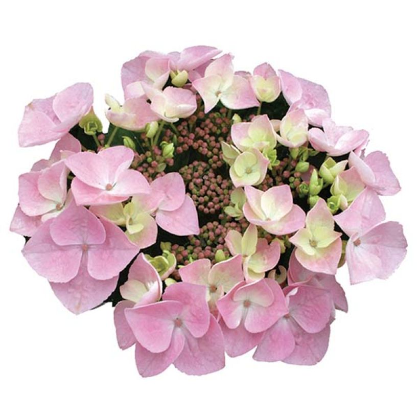 Hortensia - Hydrangea macrophylla Messalina (Flowering)