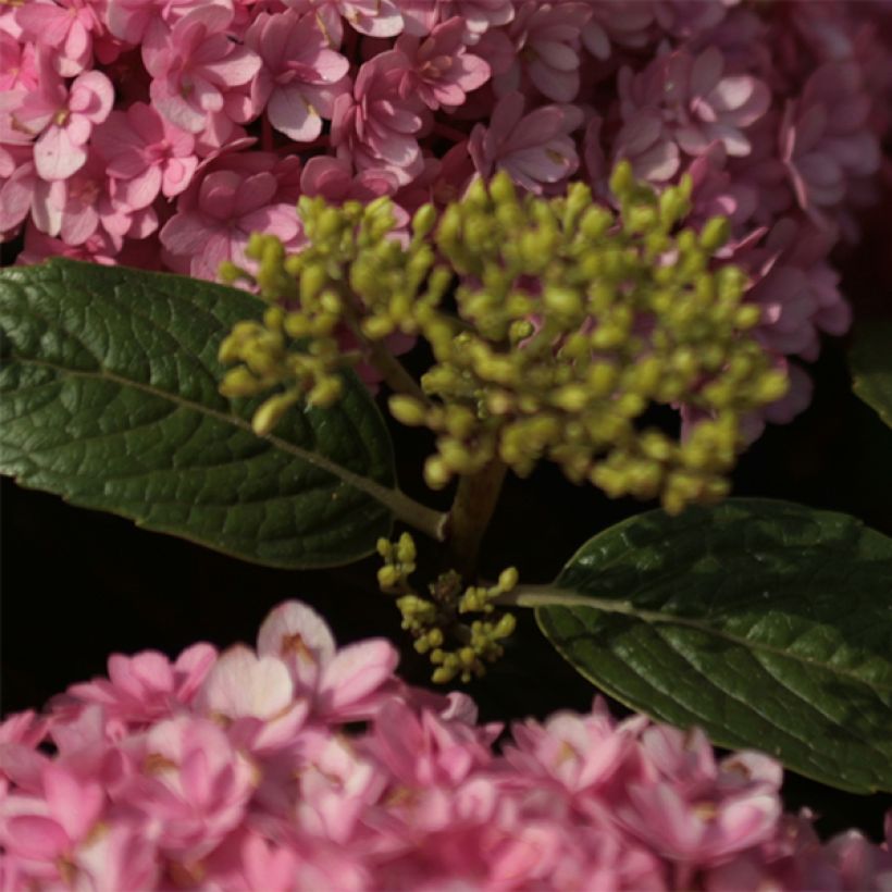 Hortensia - Hydrangea macrophylla Umbrella (Foliage)