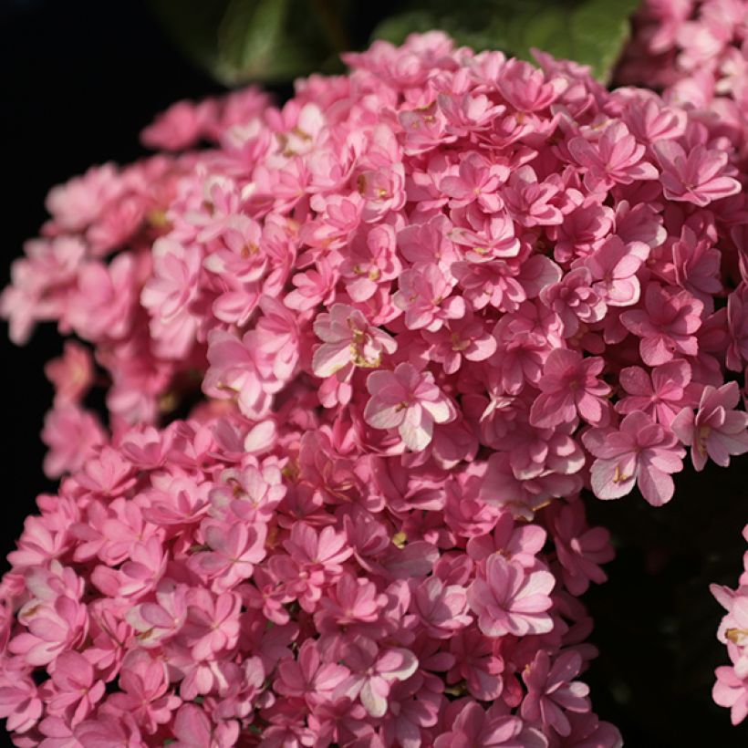 Hortensia - Hydrangea macrophylla Umbrella (Flowering)
